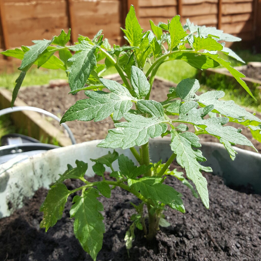 Tomato 'Gardener's Delight'