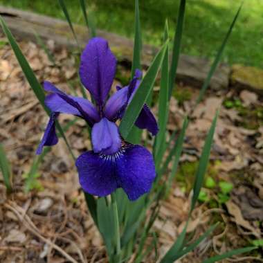 Iris