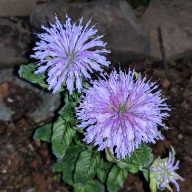 Bergamot 'Sugar Buzz® Blue Moon'