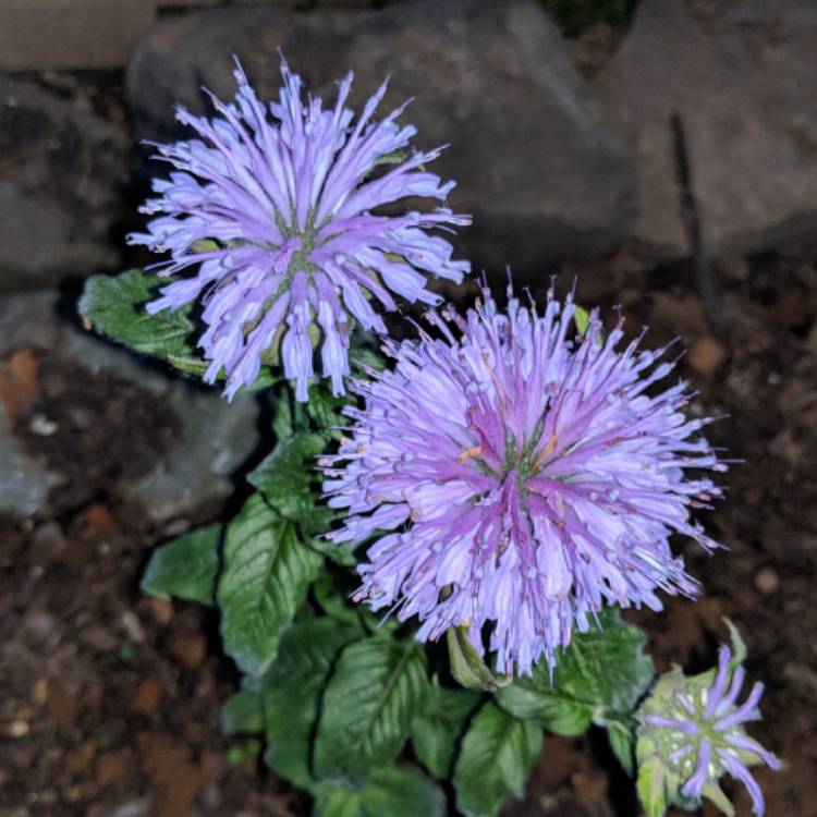 Plant image Monarda didyma 'Sugar Buzz® Blue Moon'