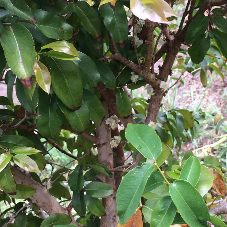 Plant image Myrciaria cauliflora