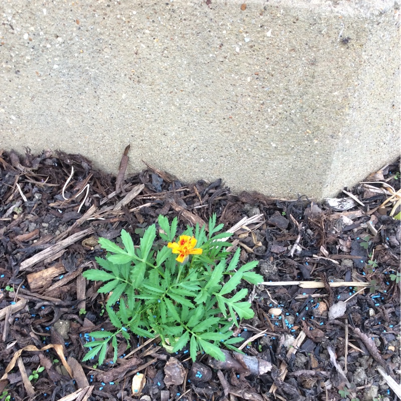 French marigold