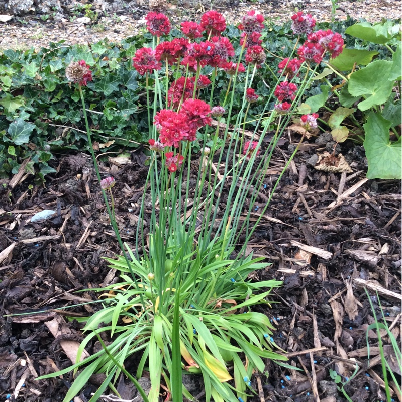 Great Thrift 'Ballerina Red'