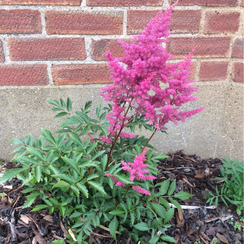 False goat's beard 'Fireberry'