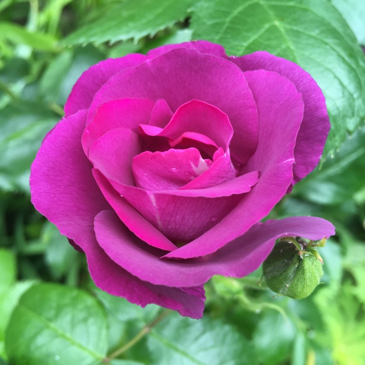 Rosa 'Frantasia' syn. Rosa 'Rhapsody in Blue', Rose 'Rhapsody in Blue ...