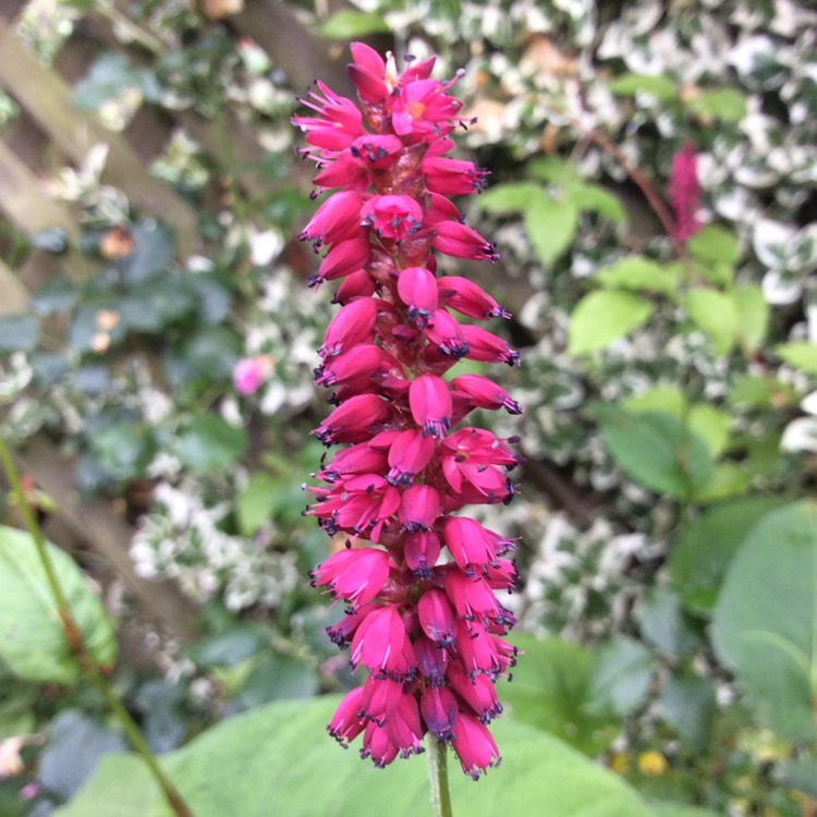 Persicaria Amplexicaulis 'firetail' Syn. Polygonum Amplexicaule 'fire 