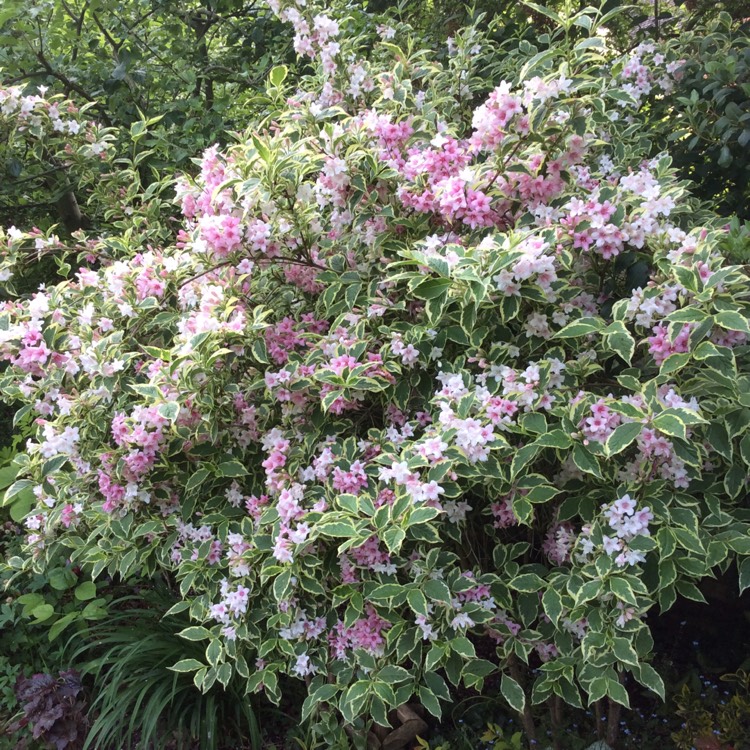 Weigela florida 'Nana Variegata', Weigela 'Nana Variegata' - uploaded ...