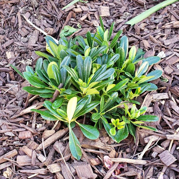 Plant image Pittosporum tobira 'Wheeler's Dwarf'