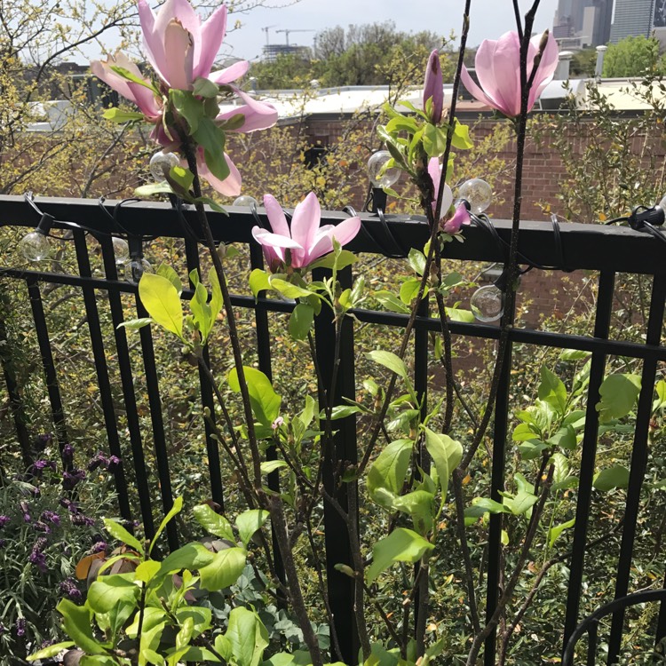 Plant image Magnolia liliiflora 'Jane'