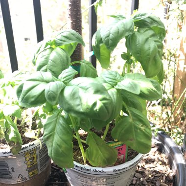 Basil 'Napoletano'