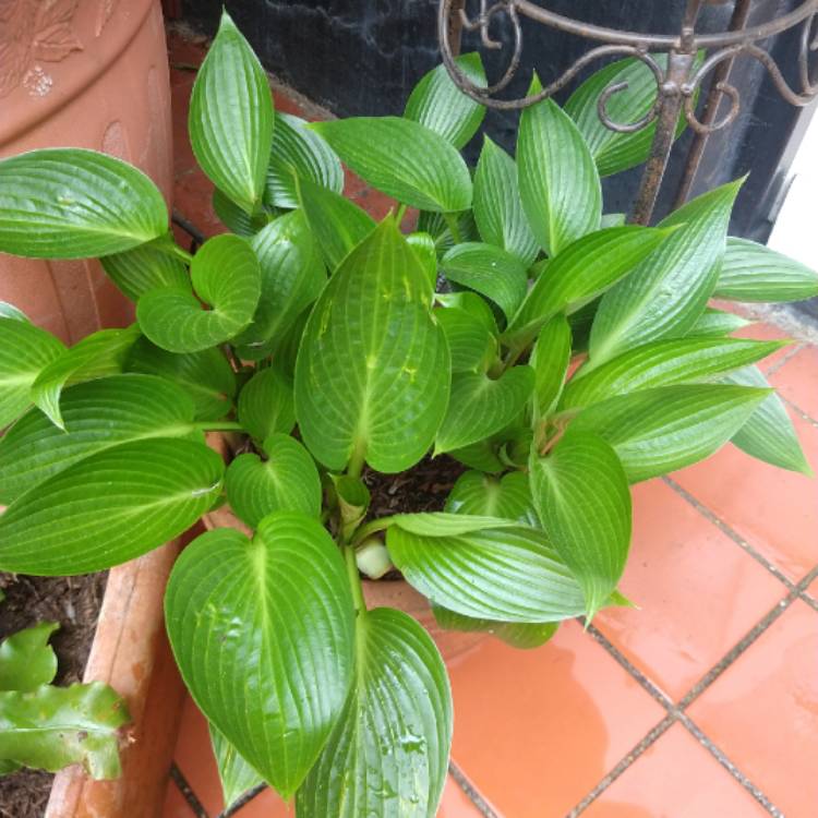 Plant image Hosta 'Devon Green'