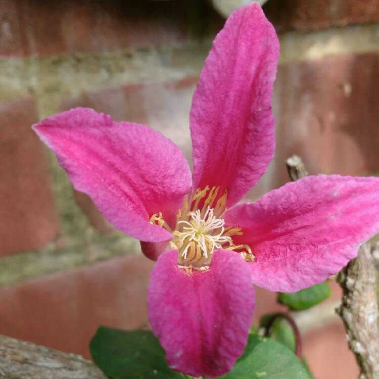 Plant image Clematis 'Princess Diana'