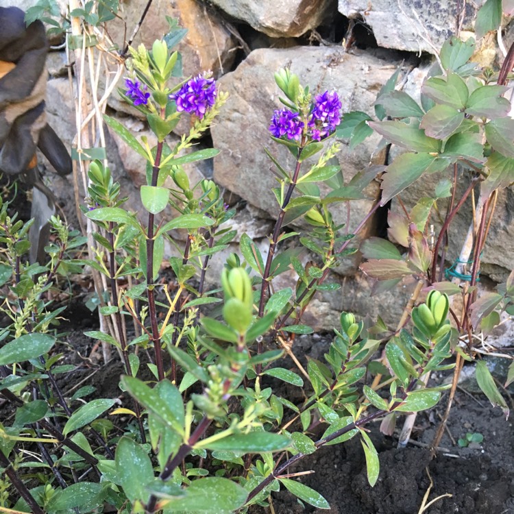 Plant image Hebe 'Purple Pixie'