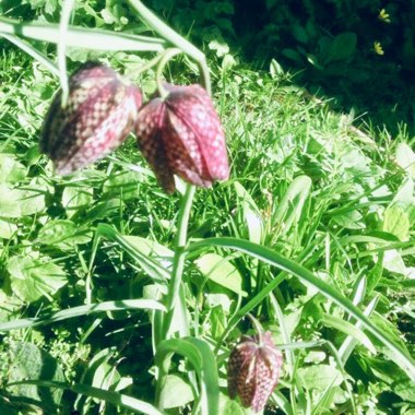 Snake's Head Fritillary