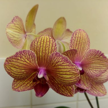 Hybrid Moth Orchid