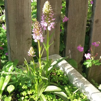 Plant image Dactylorhiza fuchsii