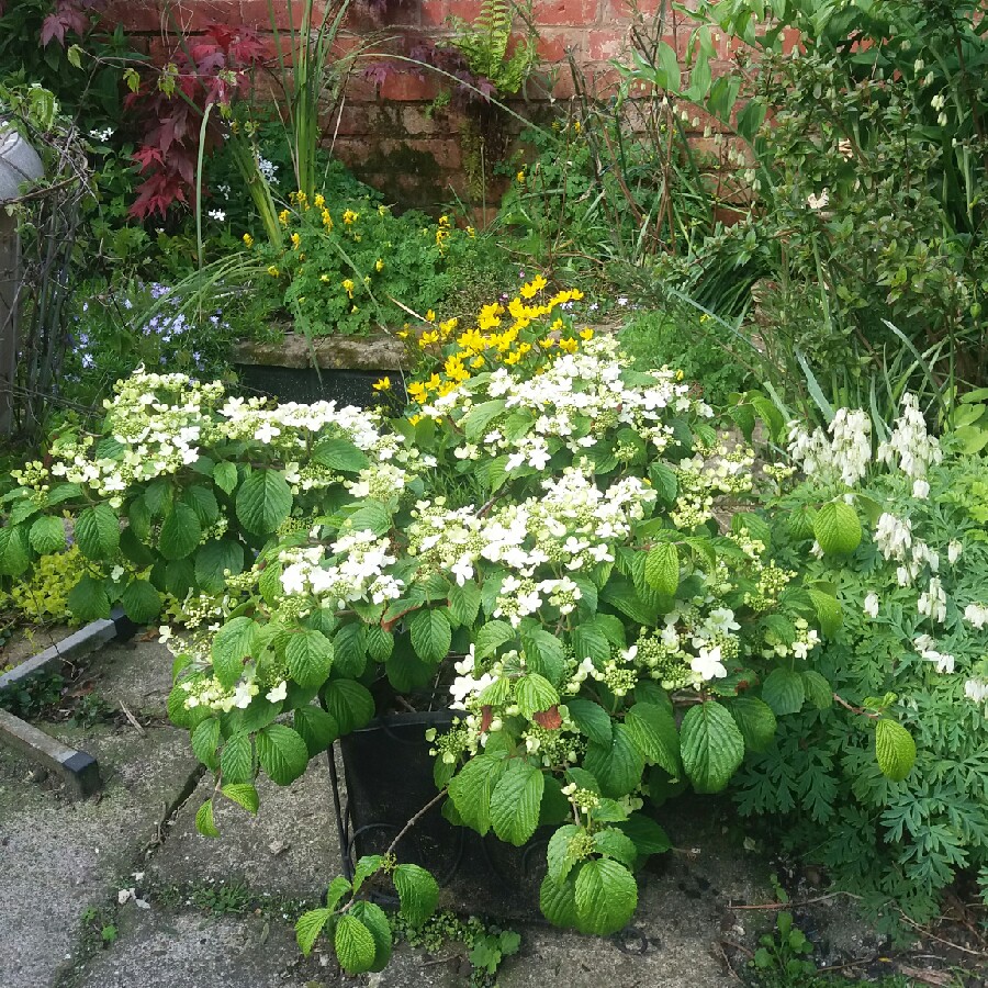 Plant image Viburnum tinus 'Lucidum'