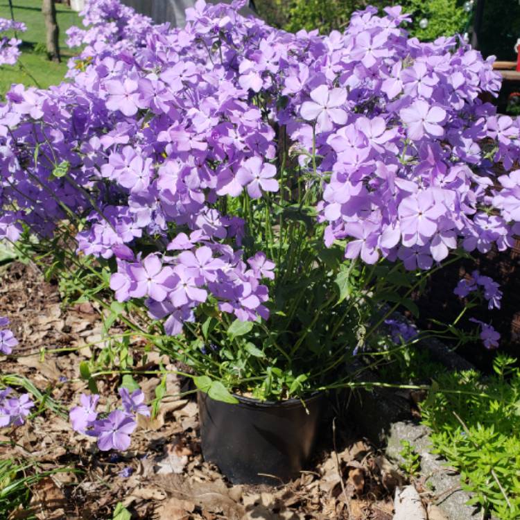 Plant image Phlox divaricata 'May Breeze'