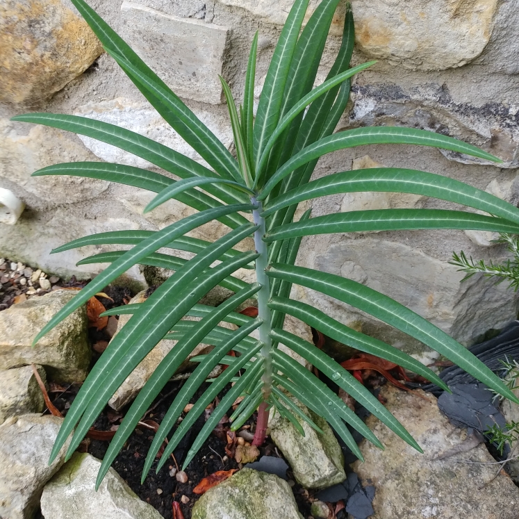 Plant image Euphorbia lathyris