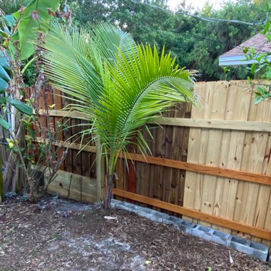 Coconut Palm