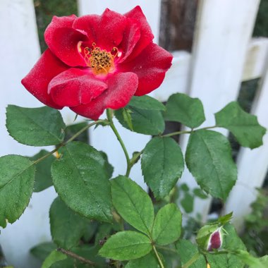 Rose (Shrub)