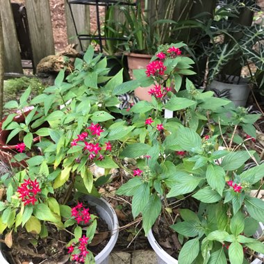 Pentas 'Starcluster Red'