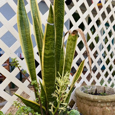 Snake Plant