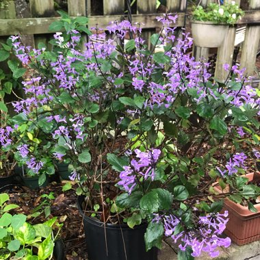 Plectranthus 'Mona Lavender'