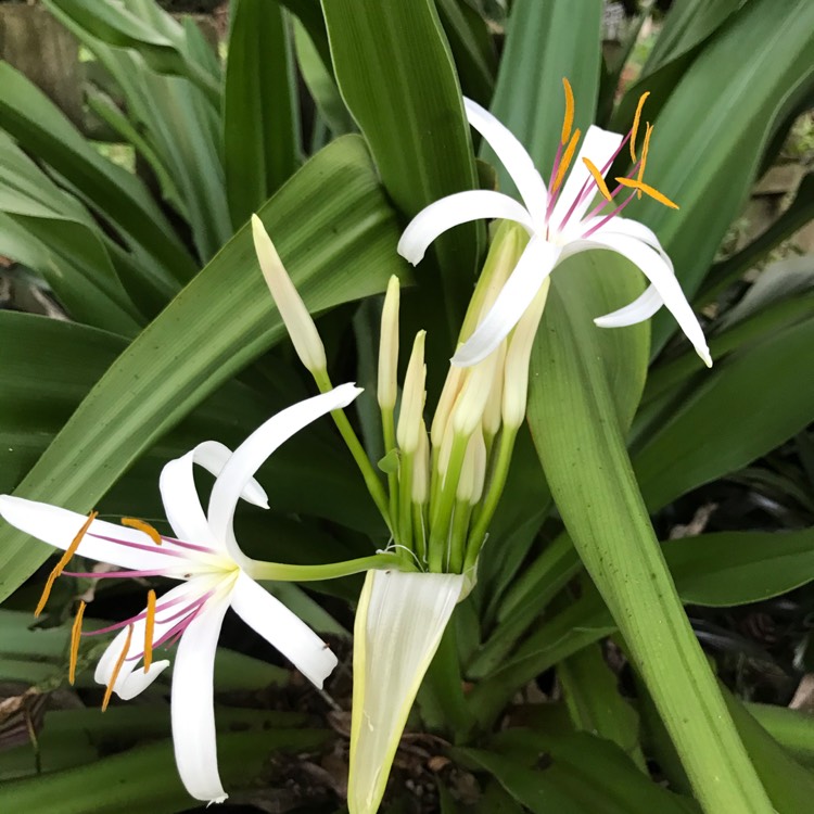 Plant image Hymenocallis acutifolia syn. Hymenocallis littoralis var. acutifolia