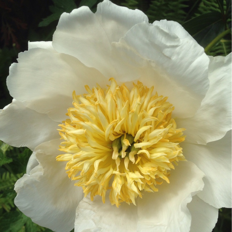 Plant image Paeonia lactiflora 'Krinkled White'