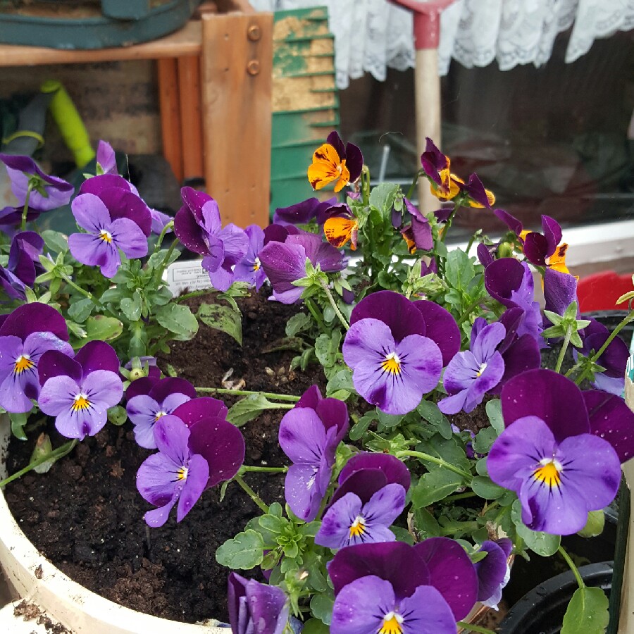 Plant image Viola cornuta 'Midnight Glow'