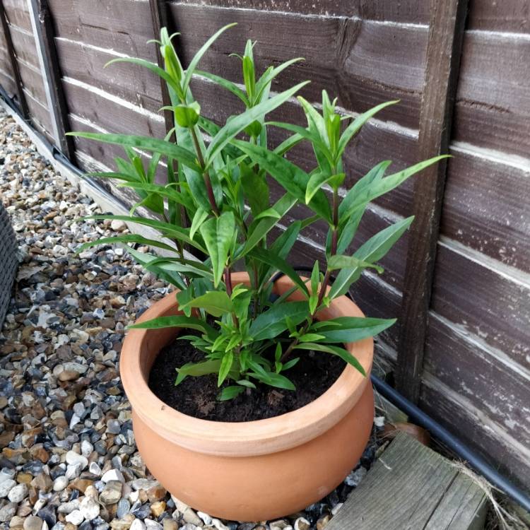 Plant image Penstemon 'Pensham Plum Jerkin'