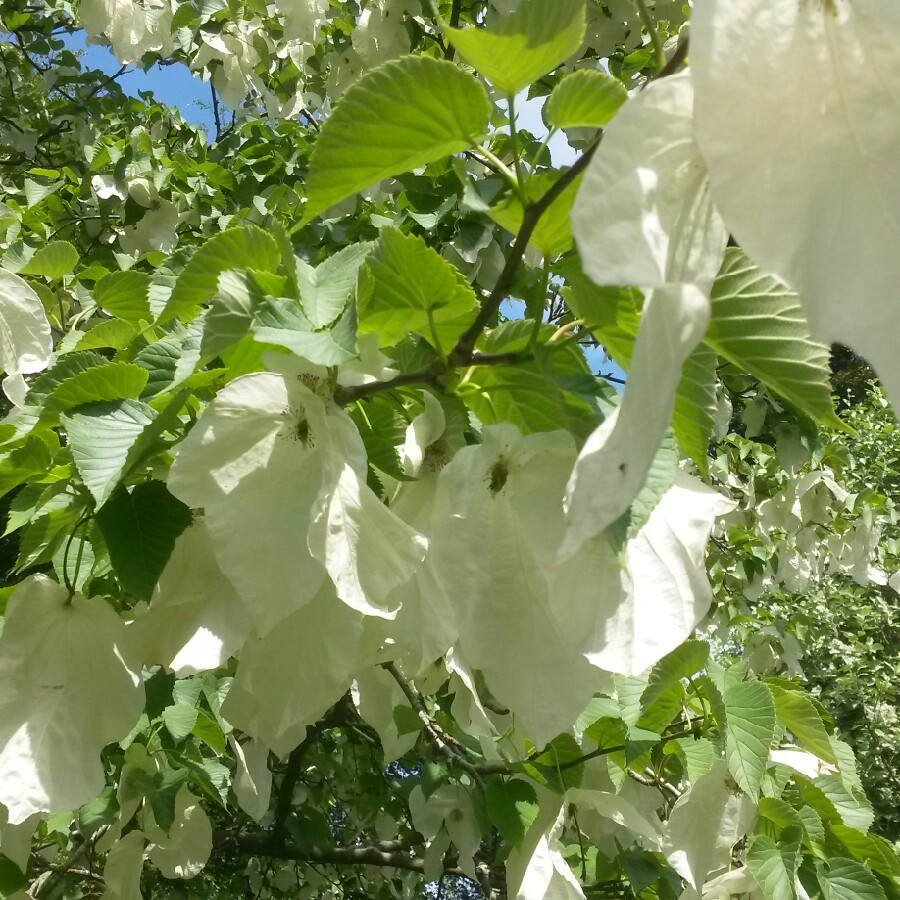 Plant image Davidia Involucrata