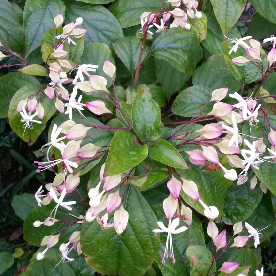 Plant image Clerodendrum splendens