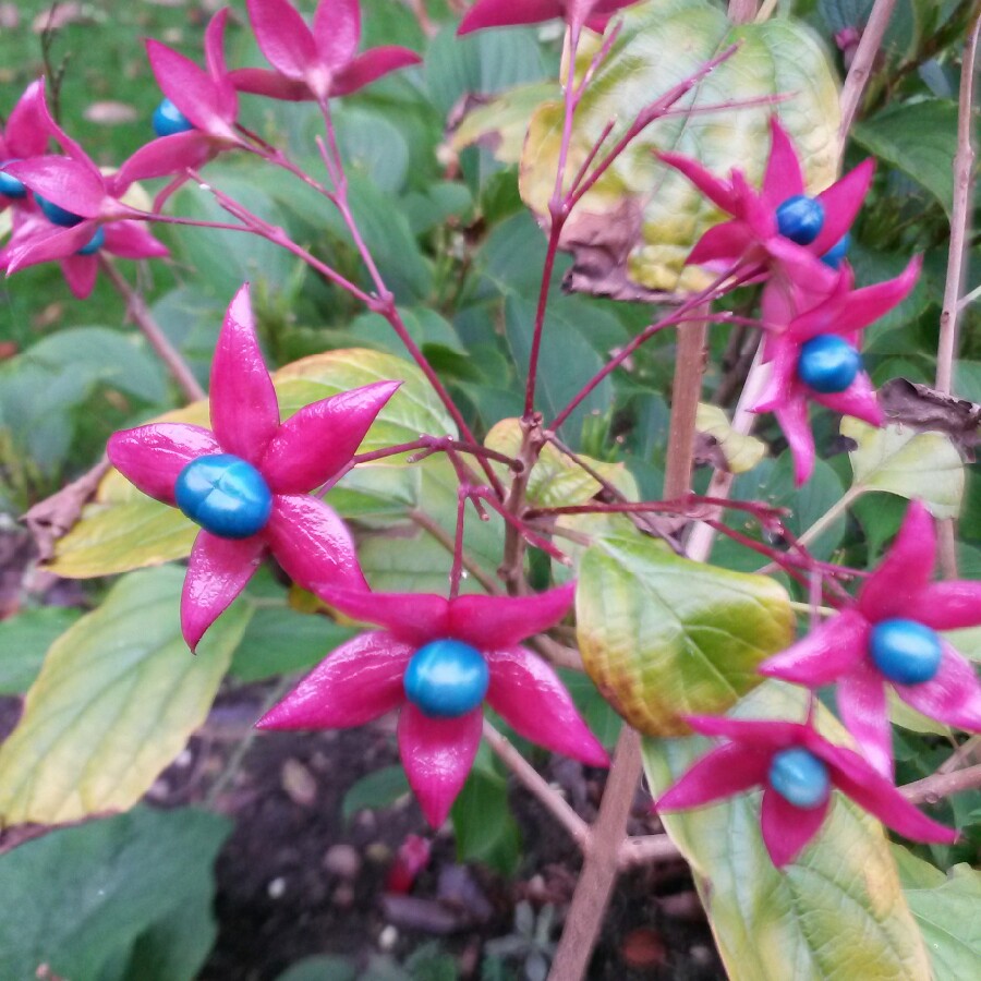 Plant image Clerodendrum splendens