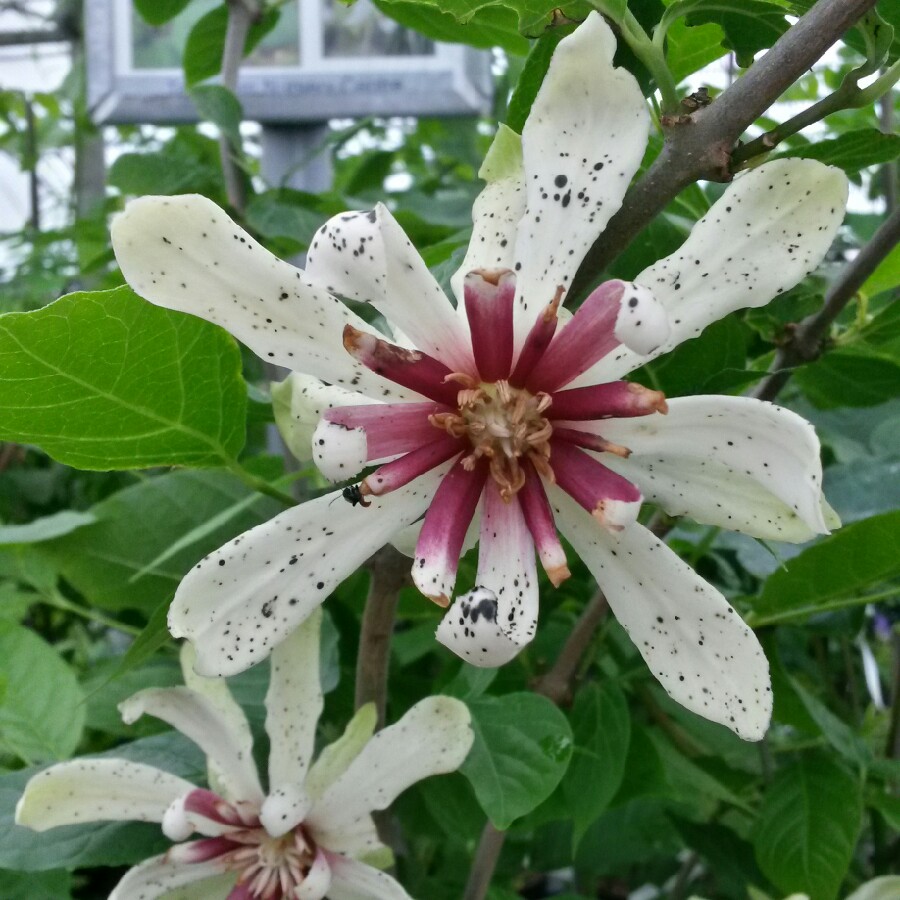 Plant image Calycanthus 'Venus' syn. Sinocalycanthus 'Venus', x Sinocalycalycanthus 'Venus'