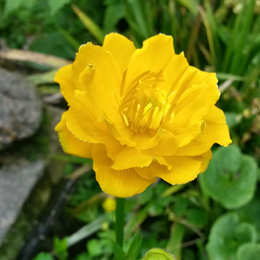 Plant image Trollius