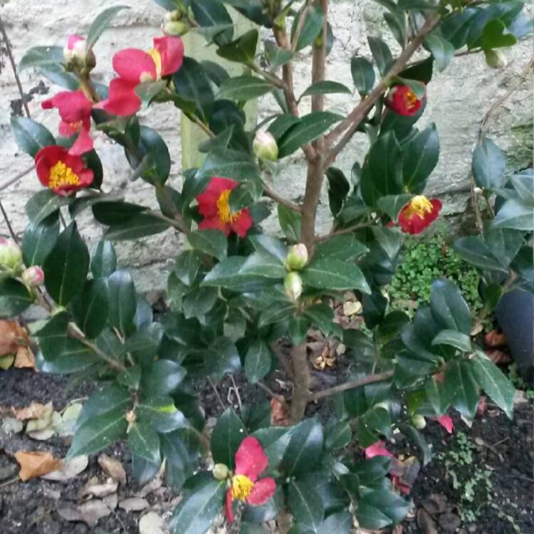 Plant image Camellia x vernalis 'Yuletide'