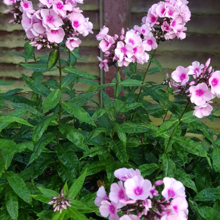 Plant image Phlox paniculata 'Laura'