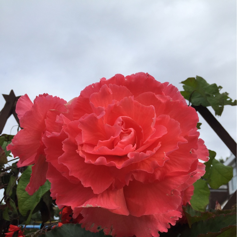 Tuberous Begonia 'Nonstop Mix'