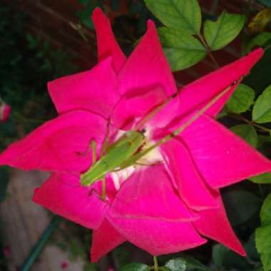 Rose (Miniature)