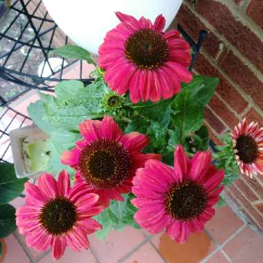 Coneflower 'Sombrero Baja Burgundy'