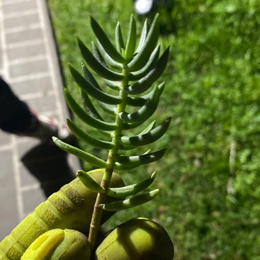 Crassula 'Tetragona'