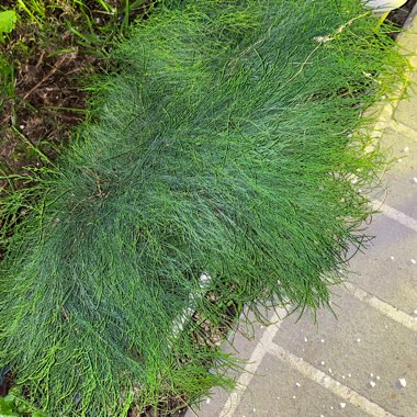 Casuarina glauca