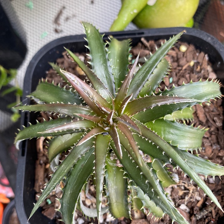 Plant image Dyckia Brevifolia