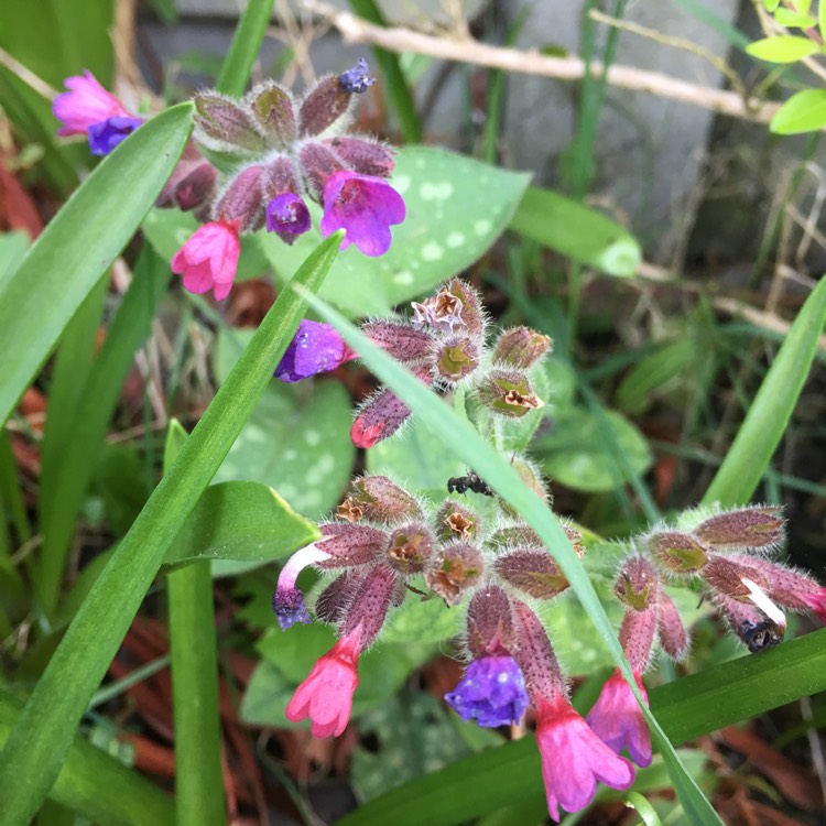 Plant image Pulmonaria saccharata