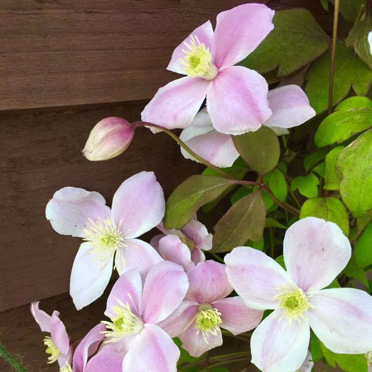 Plant image Clematis montana var rubens 'Tetrarose'