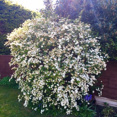 Spiraea 'Arguta' syn. Spiraea x arguta