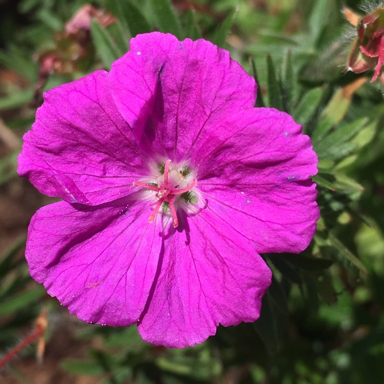 Plant image Geranium sanguineum