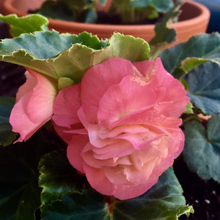 Plant image Begonia 'Nonstop Pink' (Nonstop Series)